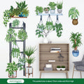 Plant Kingdom